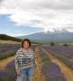 Lavender Fields