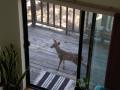 Fawn